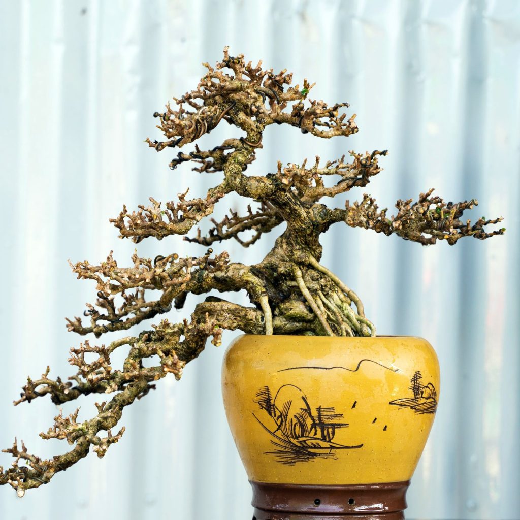 Núi Trái Bonsai Mini