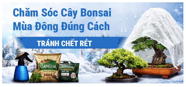 Cách chăm sóc cây bonsai vào mùa đông