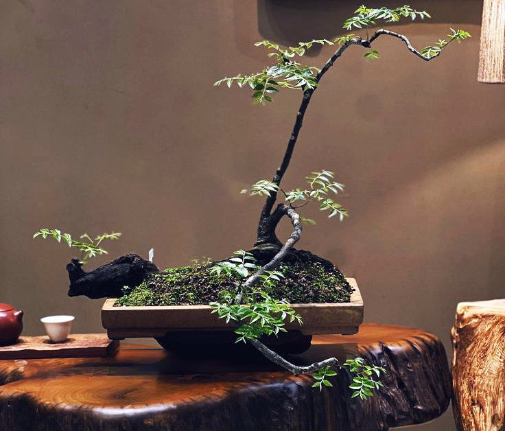 Muội Hồng - dáng dấp của núi rừng