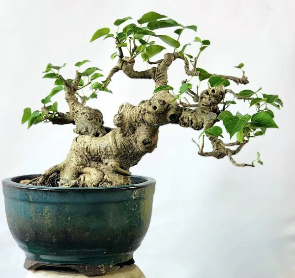 Cách trồng cây bonsai mini đúng kỹ thuật cho người mới bắt đầu
