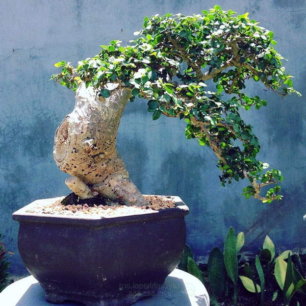Cây Duối bonsai mini