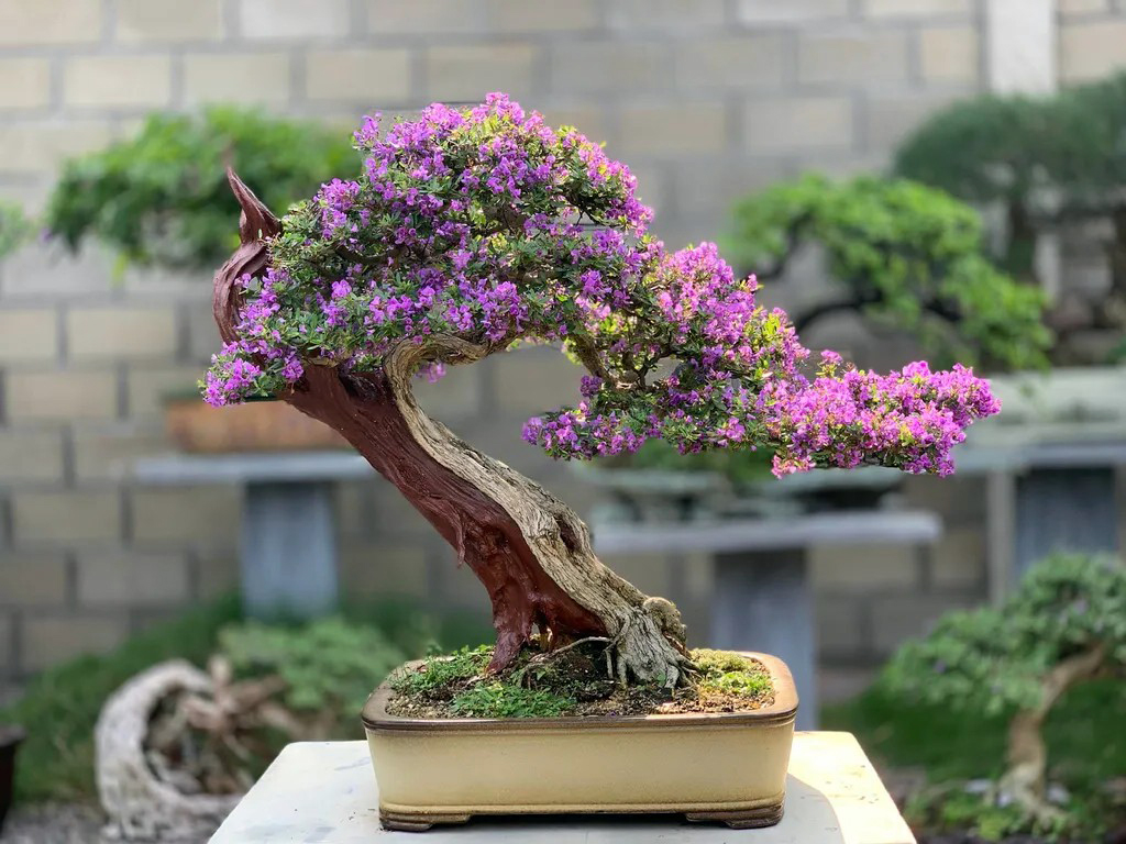 Cây Linh Sam Bonsai Mini