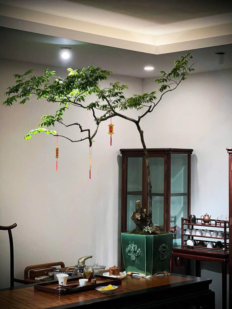 Cách chăm sóc cây muội hồng