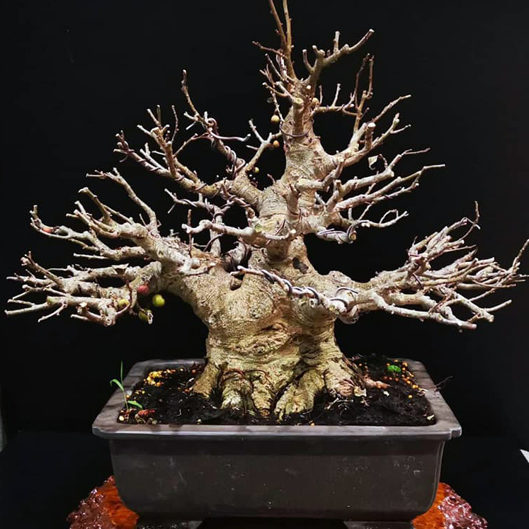 Cây Sung Bonsai Mini