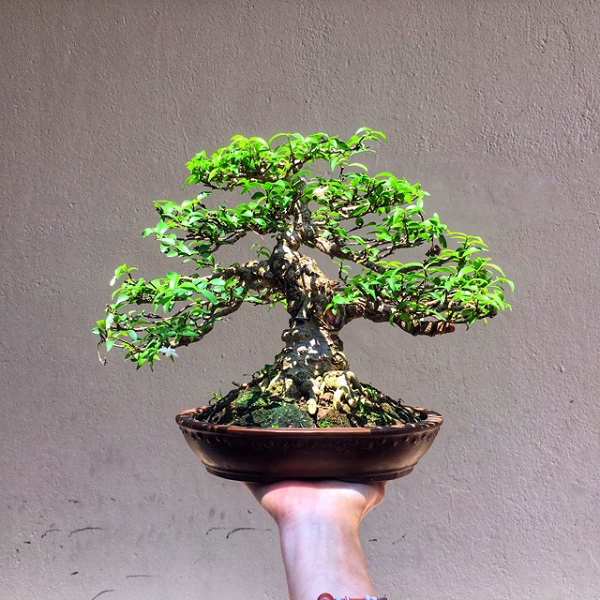 Mai Chiếu Thủy Bonsai Mini