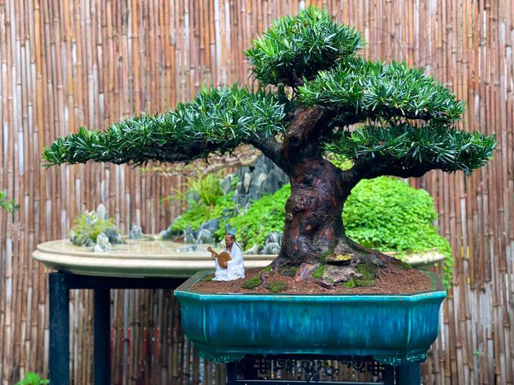 Cây Tùng La hán Bonsai Mini