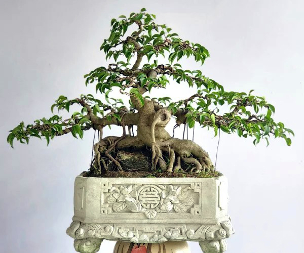 Cây Sanh Bonsai Mini